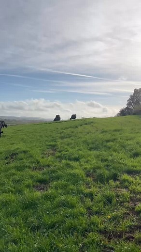 Stunning day#springcalving | Richard Abell