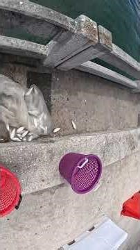 Spin Cast with a Dropout Castnest #skywaymisfits #xyzbca #bait #baitfishing #baitbuster