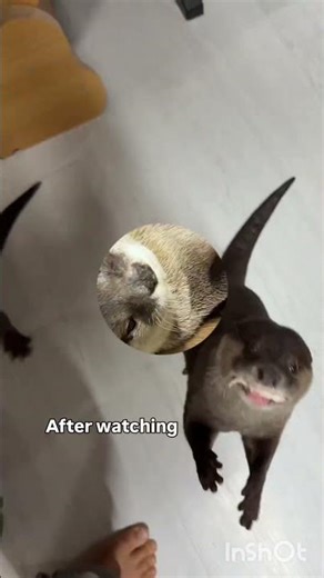 How can people keep the otter hungry #youtubeshort#otter#animallove.