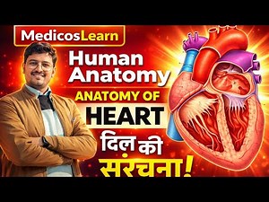 Anatomy of Heart (Step by Step)| Structure Function Explained