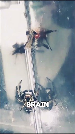 Parasitic Wasps Turn Spiders Into Zombies #shorts #animals #wildlife