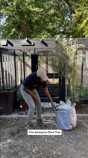 Arbequina Olive Tree from Fast Growing Trees 🫒🌿 #olivetree #gardening #fruittrees