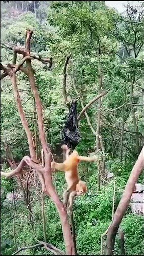 Baby Monkeys Getting Stuck (Trouble)