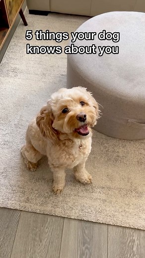 Luna The Mini Cockapoo on Instagram: "They are family 🥺❤️ #dogs #puppylove #minicockapoo"