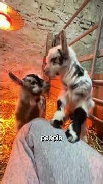 How pygmy goats show their love #bonding #wildlife