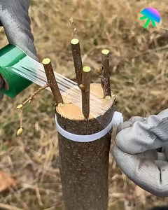 248K views · 503 reactions | Easy cleft grafting technique | The Daily Dose | Facebook