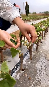 8.3M views · 10K reactions | Grape Farming Technique to Get High-Quality #grape #grapefarming #farming #farmlife #short | Farm channel | Facebook