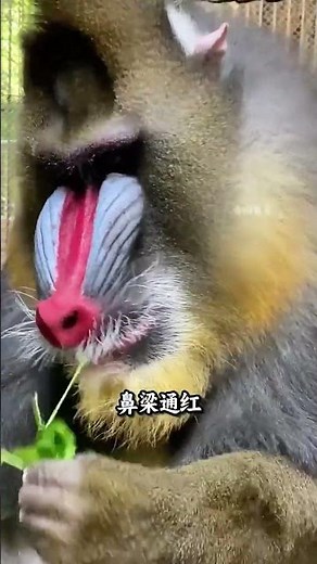 擁有七彩琉璃腚的山魈，鬼魅而恐怖，因山海經而得名！#動物科普 #動物解說 #野生動物 #山魈