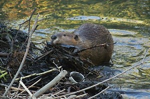 68K views · 326 shares | How Beavers Build Dams??? If You want to know let see video #Likepage #ShareVideo | Wild Animal World | Facebook