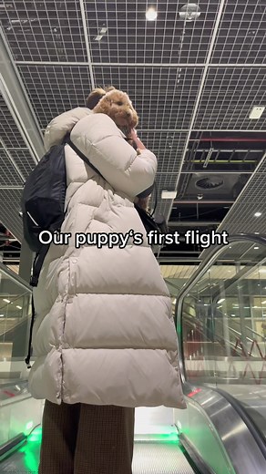 first flight ✈️ #dogflight #traveldog #dogtravel #dogsoftiktok #pettravel #airtravel #foryou #fyp #travel