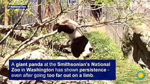 11K views · 42 reactions | PERSISTENT PANDA: Watch this playful panda take a plunge at the Smithsonian National Zoological Park. Don't worry, the panda is just fine. Shortly after the fall, it climbed right back up that tree. | WNEP-TV | Facebook