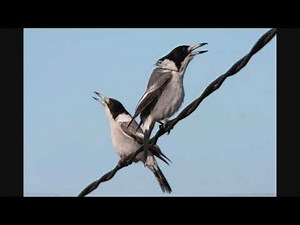 Grey butcherbird call