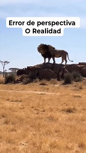 2.6M views · 10K reactions | Un supuesto león de tres Cabezas es grabado, Real o Falso | Ben Explorer | Facebook