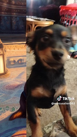 Marcus Allen (@marcusallen083)’s videos with Daylight - David Kushner