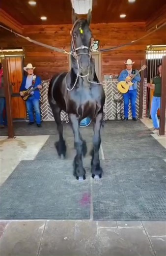 Caballo baila a ritmo de banda #caballos #toros #cabalgata #carrera #rancho #jaripeo #amigos | Brayan
