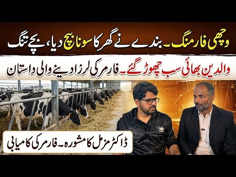 Heifer farming destroyed farmer II Very sad story of heifer farming II Dr. MUZZAMMIL ADVISE