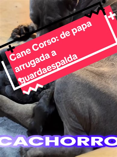 Cane Corso: Crecimiento y Características en su Primer Año