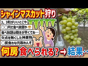 [2ch] Let's go Shine Muscat picking! → How many bunches can you eat?