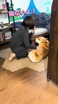 兄を起こしに行ったはずが、結局一緒に2度ねする犬 #corgi #コーギー