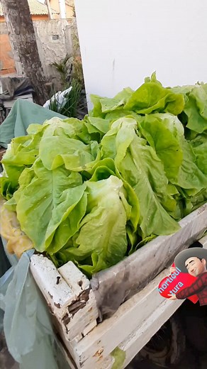 Horticultura orgânica e família Campos dos Goytacazes RJ #seguidoresdevaguinhoverdureiro | Vaguinho Verdureiro