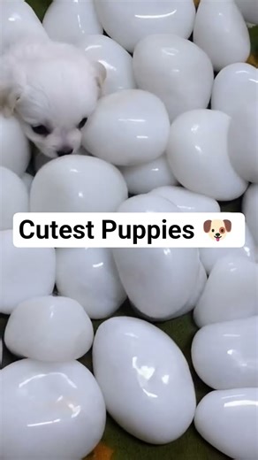 Cutest Puppies