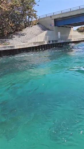 1M views · 5.9K reactions | Incredible footage of a saw shark heading upstream.. looks like something wrong with it the way it's swimming | On The Deck - Footage from Australia's Commercial Fisherman | Facebook