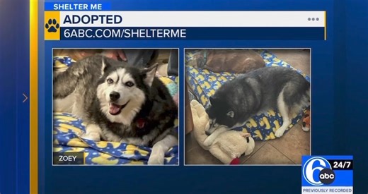 3.1K views · 167 reactions | We're forever grateful to 6abc Action News Shelter Me and Cecily Tynan for sharing Zoey's remarkable journey  #ZoeyIsFinallyHome 勺 Stay tuned for the inspiring story of how 6abc helped save my life, airs Monday, October 28, 2024 at 10 AM #Blessed ✨ #EverythingHappensForAReason ~~~~~~~~~~~~~~~~~~~~~~~~~~~~ ⚖️PA Law (3 P.S. Section 459-207(f.1)) 3 Husketeers Rescue Spring City, PA 着PA Kennel License #17204 | 3 Husketeers Rescue | Facebook