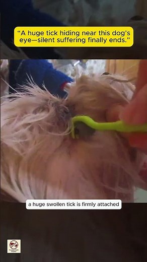 “Huge Tick Removed Near Dog’s Eye During Bath | Shocking Tick Infestation & Animal Care”