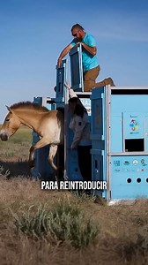¿Es realmente el último caballo salvaje auténtico? | WATOP ESP