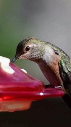Stunning Hummingbirds: Nature’s Tiny Masterpieces in Flight #shorts #hummingbird #birds #birdslovers