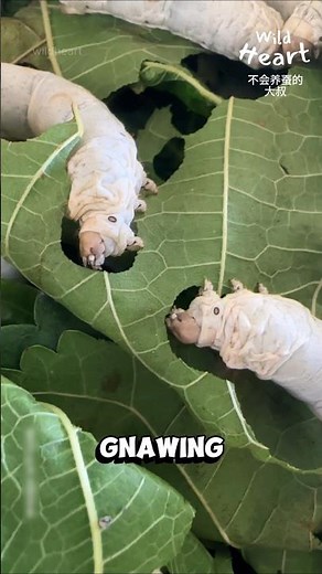 How Silkworms Make Silk