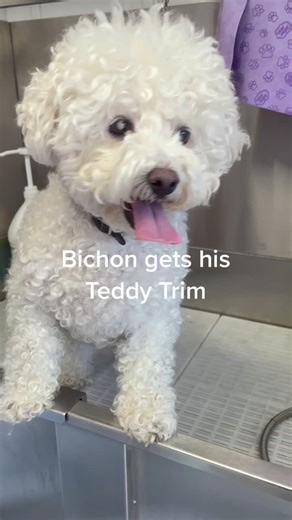 Bichon Frisée Teddy Bear Grooming | Fluffy Haircut Styles