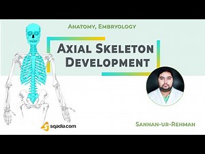 Axial Skeleton Development | Introduction