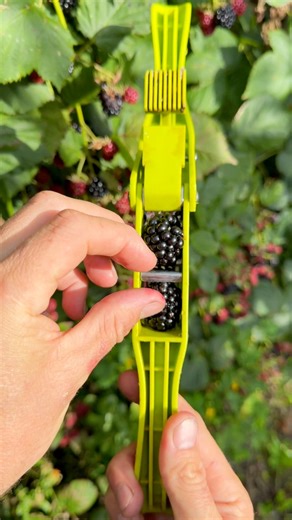 1.4M views · 4K reactions | Blackberries vs dual garlic press #fblifestyle #food #satisfying | Fast Easy Hacks | Facebook