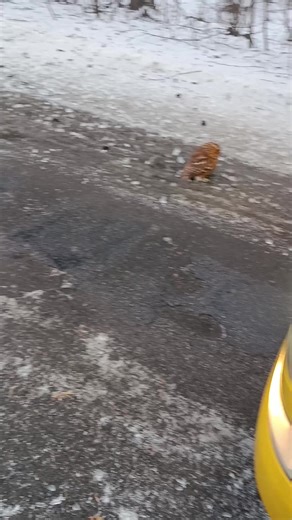 Відео користувача 😎🔱𝙑𝙤𝙫𝙖𝙘𝙝𝙠𝙖🔱😎 (@buga_vladimer05071990) з композицією «оригинальный звук - 🐶ПОДЛАПНИЦА🐶»