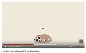 Video: How does hibernation work? - Duke Lemur Center