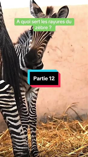 Partie 12 : les rayures du zèbre #animal