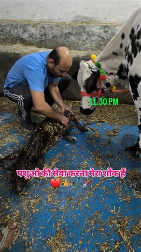 Dr Ashwani Bassan Animal Care on Instagram: "Dystocia in cattle | Difficult birth | Emergency | Live Calf | Veterinary Doctor | Field Veterinarian. #cow #cattle #cowtreatment #dystocia #difficult birth #calving #parturition #calvingseason #veterinary #jammuvet #jammudiaries #animallover #fieldvet #fieldsurgeons #fieldpractice #worldwidevet #indianvets #worldsurgeons #india #reelsinstagram #trending #reels #punjab #uttarpradesh #uttarakhand #veterinary"