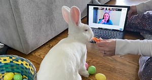 Your Kids Can Zoom With The Easter Bunny Before Sunday