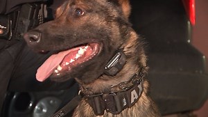 7.3K views · 101 reactions | Meet Axel, the new K-9 at the South St. Paul Police Department. Axel and his handler, Officer Brandon Rogers are now on patrol. Learn how the community came together to support the newest addition to the South St. Paul Police force. | Town Square Television | Facebook