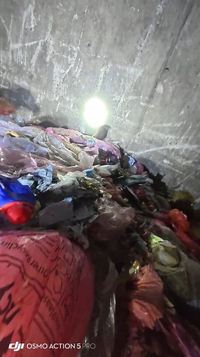 35 Rats tonight 💪 #rollothepatterdale #patterdaleterrier #rattingdog #ratting #rattingwithterriers #pestcontrol #Essex #kent #london #workingdog #dogsofinstagram #ratsofinstagram #terrier #rathunter #vermin #bin #rat #dog #farm #rodent #park #redratassassin #haters | Billy Burroughs