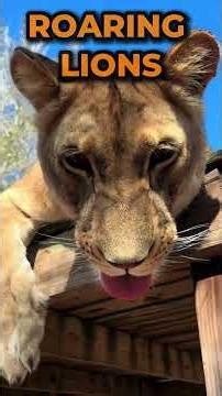 Lion Roars That Sound Absolutely Insane #animals #wildlife #viral