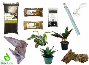 Blue Tongue Skink (Tiliqua spp.) Bioactive Habitat Terrarium Kit