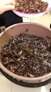 El sompopo, la chicatana la hormiga , el delicioso Macash en Chiapas 🥰 | Compa Checo