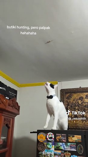 Butiki Hunting Pero Palpak: Puspin Funny Cat Video