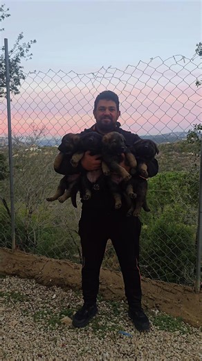 Training a Working German Shepherd: Key Insights