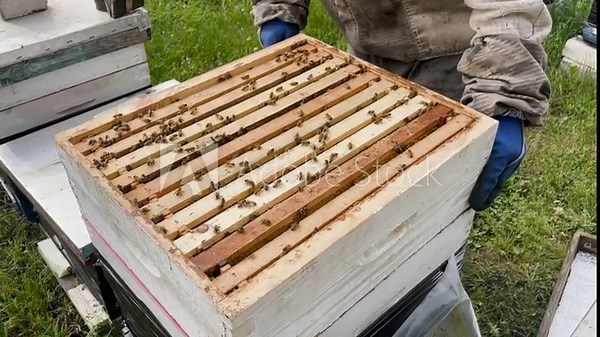 close-up, a beehive with bees, the beekeeper opens the cases with frames with honeycombs, treats the bees with smoke with a smoker, horizontal video