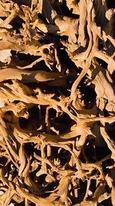 5.8K views · 45 reactions | This redwood root is a living testament...