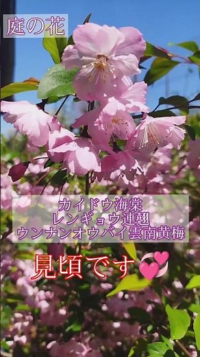 庭の花 見頃です カイドウ海棠 #庭の花 #カイドウ #nature #flowers #garden #花のある風景 #山野草 #花風景 #海棠 #花海棠 #連翹 #レンギョウ #雲南黄梅