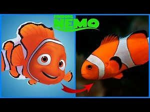 🐠 Finding Nemo Characters IN REAL LIFE 💥 MOST UNSEEN 2022